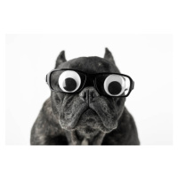 Fotografie Dog with glasses and bulging eyes, Fernando Trabanco Fotografía, 40 × 26.7 cm