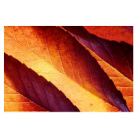 Fotografie Back lit autumn leaves, vkbhat, 40x26.7 cm