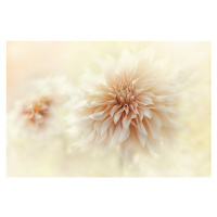 Fotografie Cafe 'Au lait' Dahlia, Jacky Parker, 40 × 26.7 cm