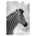 Fotografie Zebra, Zhanna Muzalevskaia, 26.7x40 cm