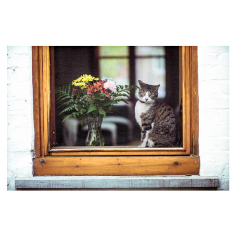 Umělecká fotografie Tabby cat and bouquet flowers through a window, Linda Raymond, (40 x 26.7 cm