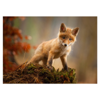 Fotografie Fox, Robert Adamec, 40 × 30 cm