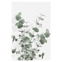 Ilustrace Eucalyptus Creative 16, Studio Collection, 26.7 × 40 cm