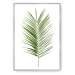Dekoria Plakát Palm Leaf Green, 70 x 100 cm, Vybrat rám: Stříbrný