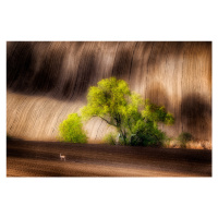 Fotografie On the Fields, Piotr Krol, 40 × 26.7 cm