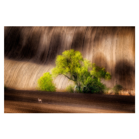 Fotografie On the Fields, Piotr Krol, 40 × 26.7 cm