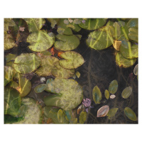 Ilustrace Pond plants, Nel Talen, (40 x 30 cm)