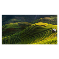 Fotografie Gold Rice Terrace In Mu Cang Chai,Vietnam, Jakkree Thampitakkull, 40 × 22.2 cm