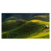 Fotografie Gold Rice Terrace In Mu Cang Chai,Vietnam, Jakkree Thampitakkull, 40x22.5 cm