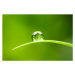 Fotografie Waterdrop.  Water Drop Leaf Environmental, ThomasVogel, (40 x 26.7 cm)
