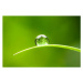 Fotografie Waterdrop.  Water Drop Leaf Environmental, ThomasVogel, 40 × 26.7 cm