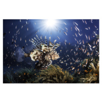 Fotografie Lionfish, Barathieu Gabriel, 40 × 26.7 cm