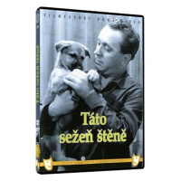 Táto sežeň štěně - DVD