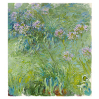 Obrazová reprodukce Agapanthus (1914–26), Claude Monet, 35 × 40 cm