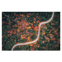 Fotografie Autumn Drive, borchee, 40 × 26.7 cm