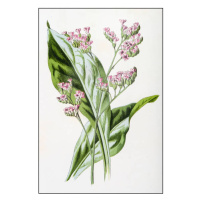 Ilustrace Antique color plant flower illustration: Limonium, ilbusca, (26.7 x 40 cm)
