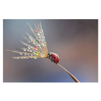 Fotografie Ladybug on dandelion, mikroman6, 40 × 26.7 cm