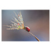 Fotografie Ladybug on dandelion, mikroman6, 40 × 26.7 cm