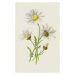 Obrazová reprodukce Ox-Eye Daisy, Hulme, Frederick Edward, 26.7 × 40 cm