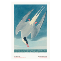 Ilustrace The Arctic Tern from The Birds of America - J. J. Audubon, (26.7 x 40 cm)