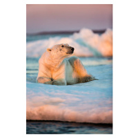 Fotografie Polar Bear Resting on Sea Ice, Nunavut, Canada, Paul Souders, 26.7 × 40 cm