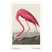 Ilustrace The Flamingo from The Birds of America - J. J. Audubon, 26.7 × 40 cm