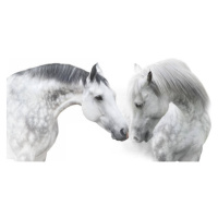 Umělecká fotografie Couple  horse portrait on white, Nemyrivskyi  Viacheslav, (40 x 22.5 cm)