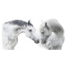 Fotografie Couple  horse portrait on white, Nemyrivskyi  Viacheslav, 40x22.5 cm