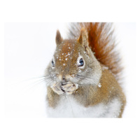 Fotografie Christmas Squirrel, Mircea Costina, 40 × 30 cm