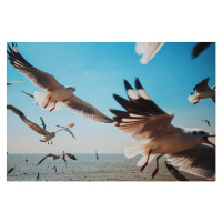 Fotografie Close-Up of Seagulls above Sea against, sakchai vongsasiripat, 40x26.7 cm