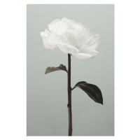 Fotografie Peony 16, Studio Collection, (26.7 x 40 cm)