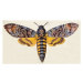 Fotografie Death's-head Hawk moth , insect animals, ilbusca, (40 x 22.5 cm)