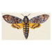 Fotografie Death's-head Hawk moth , insect animals, ilbusca, 40 × 22.2 cm