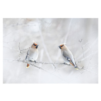 Fotografie Bohemian Waxwings, Jim Cumming, 40 × 26.7 cm