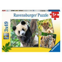 Ravensburger puzzle 056668 Panda, tygr a lev 3 x 49 dílků