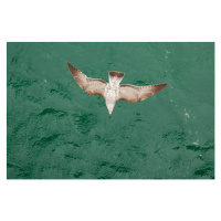 Fotografie Young Gull, Ade_Deployed, 40 × 26.7 cm