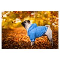 Vsepropejska Big dog zimní bunda pro psa Barva: Modrá, Délka zad (cm): 20, Obvod hrudníku: 30 - 