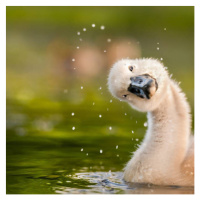 Fotografie Peekaboo,Close-up of duck swimming in lake, michael  m sweeney / 500px, 40 × 40 cm