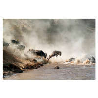 Fotografie Wildebeest Leaping in Mid-Air Over Mara River, adogslifephoto, (40 x 26.7 cm)