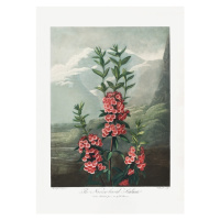 Ilustrace The NarrowaLeaved Kalmia from The Temple of Flora (1807), Studio Collection, 30 × 40