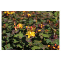 Třezalka nevonná 'Universe' - Hypericum inodorum Magical 'Universe', Kontejner o objemu 1,5 litr