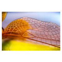 Fotografie Macro photos of Dragon fly Wings, gulfu photography, 40 × 26.7 cm