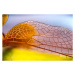 Fotografie Macro photos of Dragon fly Wings, gulfu photography, 40 × 26.7 cm