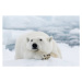 Fotografie Polar bear, dagsjo, (40 x 26.7 cm)