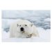 Fotografie Polar bear, dagsjo, 40 × 26.7 cm