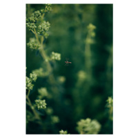 Umělecká fotografie Wasp- on the plants, Javier Pardina, (26.7 x 40 cm)