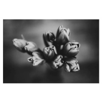 Fotografie Tulips, Magen Marie Photography, 40 × 26.7 cm