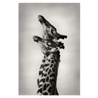 Fotografie True Love, WildPhotoArt, 26.7 × 40 cm