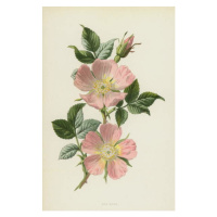 Obrazová reprodukce Dog-Rose, Hulme, Frederick Edward, 26.7 × 40 cm