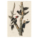 John James (after) Audubon - Obrazová reprodukce Ivory-billed Woodpecker, 1829, (26.7 x 40 cm)